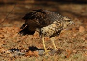 0J6A1880Great_Black_Hawk_Maine