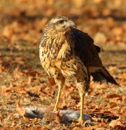 0J6A1903Great_Black_Hawk_Maine