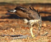 0J6A1958Great_Black_Hawk_Maine