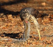 0J6A1976Great_Black_Hawk_Maine