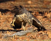 0J6A1983Great_Black_Hawk_Maine