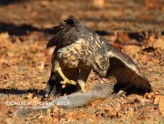 0J6A1984Great_Black_Hawk_Maine