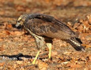 0J6A1999Great_Black_Hawk_Maine