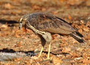0J6A2006Great_Black_Hawk_Maine