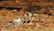 0J6A2020Great_Black_Hawk_Maine