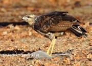 0J6A2034Great_Black_Hawk_Maine