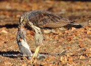 0J6A2096Great_Black_Hawk_Maine