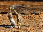 0J6A2098Great_Black_Hawk_Maine