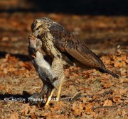 0J6A2104Great_Black_Hawk_Maine