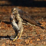 0J6A2105Great_Black_Hawk_Maine