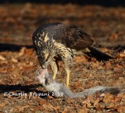 0J6A2135Great_Black_Hawk_Maine