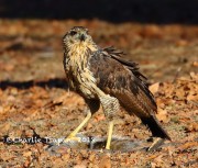 0J6A2143Great_Black_Hawk_Maine