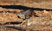 0J6A2189Great_Black_Hawk_Maine