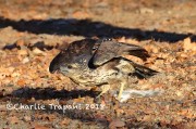 0J6A2190Great_Black_Hawk_Maine