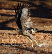 0J6A2191Great_Black_Hawk_Maine