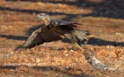 0J6A2192Great_Black_Hawk_Maine
