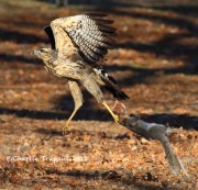 0J6A2193Great_Black_Hawk_Maine