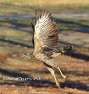 0J6A2198Great_Black_Hawk_Maine