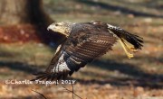0J6A2199Great_Black_Hawk_Maine