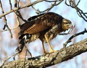 0J6A2222Great_Black_Hawk_Maine