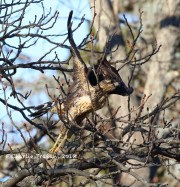 0J6A2264Great_Black_Hawk_Maine