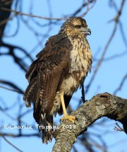 0J6A2321Great_Black_Hawk_Maine