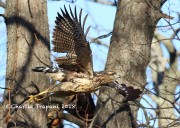 0J6A2367Great_Black_Hawk_Maine