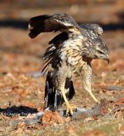 819A0012Great_Black_Hawk_Maine