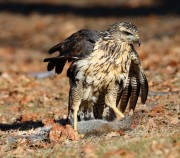 819A0013Great_Black_Hawk_Maine