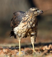 819A0033Great_Black_Hawk_Maine