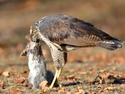 819A9902Great_Black_Hawk_Maine