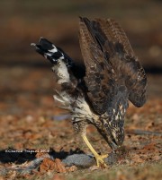 819A9973Great_Black_Hawk_Maine
