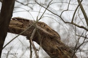 6s3a1529greathornedowl