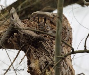 6s3a1812greathornedowl