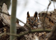 6s3a1818greathornedowl