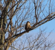 6s3a4153great-hornedowl