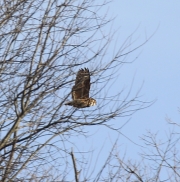 6s3a4163greathornedowl