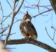 6s3a9906greathornedowl_sideview