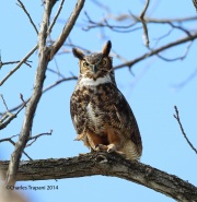 6s3a9909greathornedowl