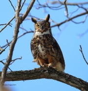 6s3a9913greathornedowl