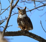 6s3a9917greathornedowl