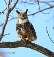 6s3a9919greathornedowl