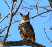 6s3a9926greathornedowl