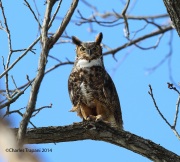 6s3a9932greathornedowl