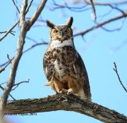 6s3a9933greathornedowl