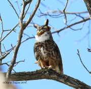 6s3a9934greathornedowl