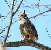 6s3a9935greathornedowl