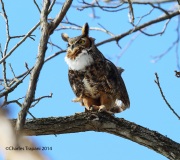 6s3a9936greathornedowl