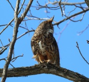 6s3a9939greathornedowl