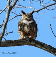 6s3a9945greathornedowl